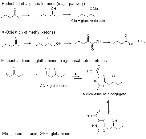 Metabolic fate of aliphatic ketones and secondary alcohols